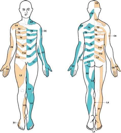 Dermatomes Conflicting dermatome maps: