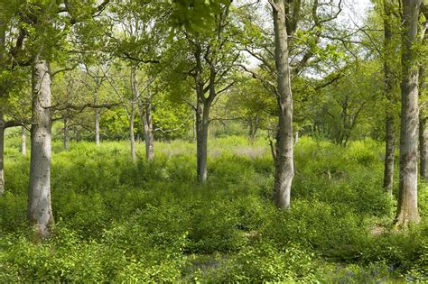 Ancient coppice woodland, Wayland Wood UK - Stock Image - C016/5294 - Science Photo Library