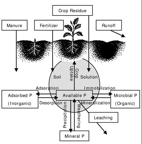 Flowchart Of Phosphorus Cycle