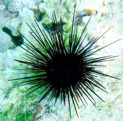 17 Best images about SEA URCHINS on Pinterest | Turquoise, Spikes and Tuxedos