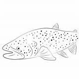 Trout Coloring Page For Kids  Free Trouts Printable Pages sketch template