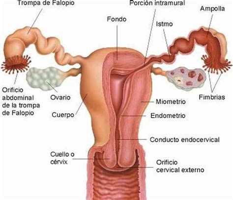 Partes de la trompa de falopio