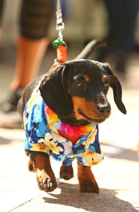 Adorable doxies | 17 Pictures Of Sausage Dogs In Costumes That Will Make You Smile Dachshund ...