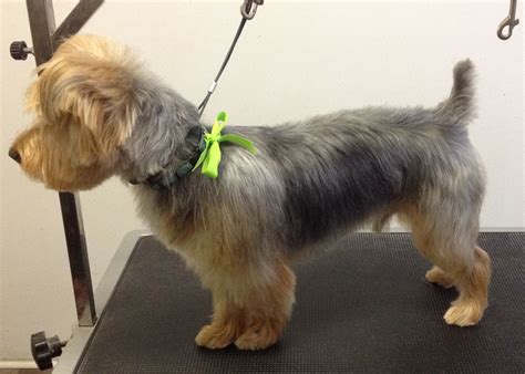 Australian Terrier puppy cut Small Dog Breeds, Small Breed, Australian ...