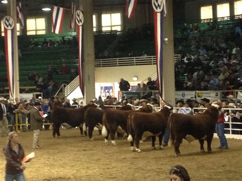 2013 NWSS Hereford Bull Show | Beef cow, Cattle, Livestock