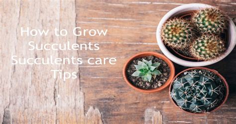 How to Transplant Succulents in a New Pot? Things to Know