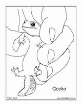 Gecko Coloring Pages sketch template
