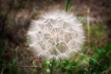 Free Images : nature, grass, dandelion, sunlight, leaf, spring, green, botany, flora, wild ...