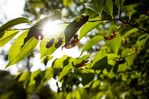 Billions (Yes, Billions) of Brood X Cicadas Will Soon Emerge - The New York Times