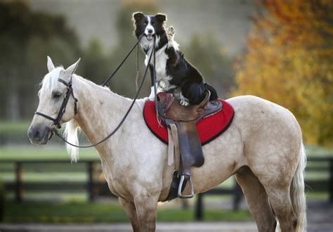 10 Animals Who Discovered Horseback Riding