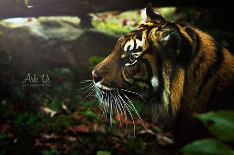 Zoo de Beauval on Behance