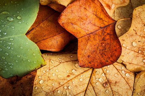 Big Leaves Cool Temperature 4k Nature Wallpapers Leaves Wallpapers Hd | Images and Photos finder