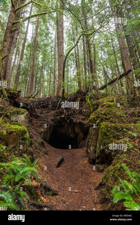 The mouth of a cave surrounded by evergreen forest Stock Photo - Alamy