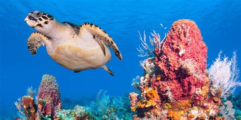 How You Can Protect Coral Reefs on Earth Day - Coral Reef Alliance