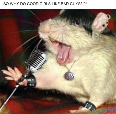 good girls bad guys falling in reverse | Funny rats, Funny hamsters, Cute rats