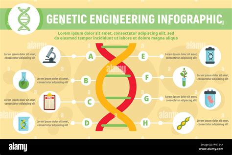 Genetic engineering infographic. Flat illustration of genetic engineering vector infographic for ...