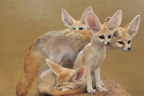 All About Animal Wildlife: Fennec Foxe Facts Photos-Images