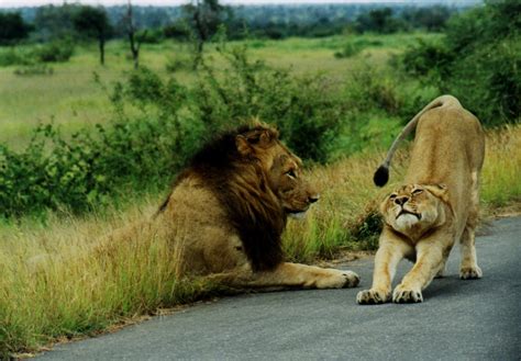 Beautiful Animals Safaris: Fun facts about baby lion cubs in the wild and baby lion cubs in ...