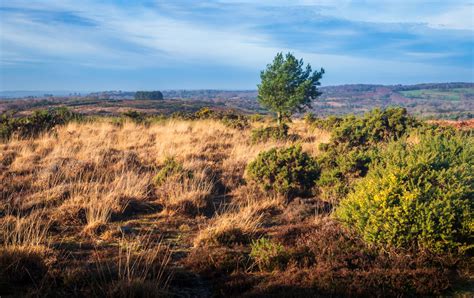 ashdown forest camp hill - UK Landscape Photography