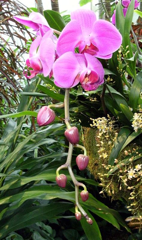 Pink Orchids Photograph by Mindy Newman - Fine Art America