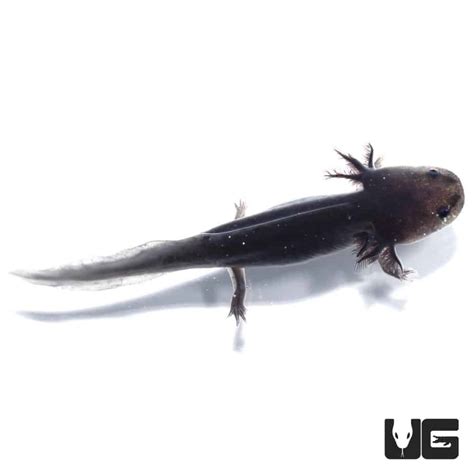 Melanoid Axolotls For Sale - Underground Reptiles