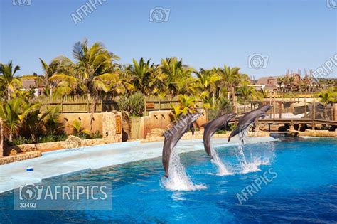 AFRIPICS - Bottle-nosed dolphins performing at uShaka Marine World.