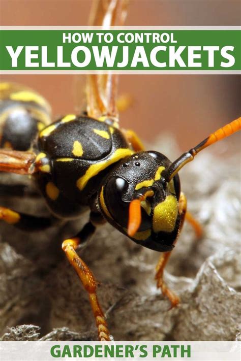 Yellowjacket Identification, Facts, and Control Measures | Gardener's ...