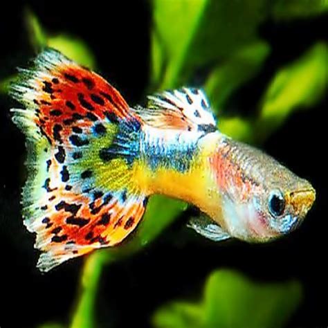 Guppy - Yahoo Image Search Results Tropical Freshwater Fish, Tropical Fish Tanks, Tropical ...