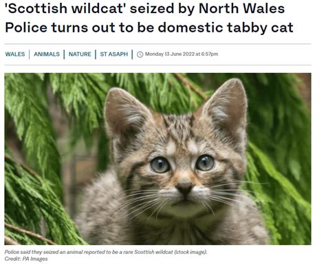 Wildcat Haven Vs Scottish Wildcat Action - Weird Scottish rabbit hole. : r/Scotland