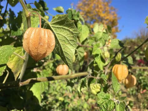 Physalis edulis (Gooseberry) - Plantinfo