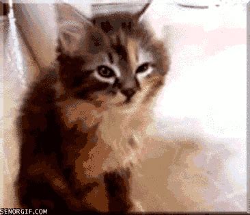 Cat Falling GIF by Cheezburger - Find & Share on GIPHY