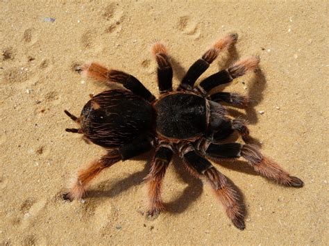 Free Images : fauna, invertebrate, fear, hairy, arachnid, creepy, tarantula, phobia, macro ...