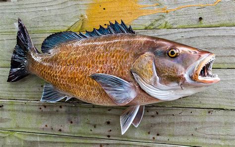 Mangrove Snapper 26 inch full mount fiberglass fish replica - The Fish ...