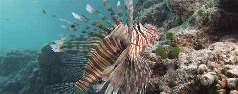 Great Barrier Reef Australia - Lionfish - Barrier Reef Australia