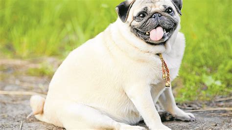 A fat dog isn’t cute— it’s a serious problem | Inquirer Lifestyle