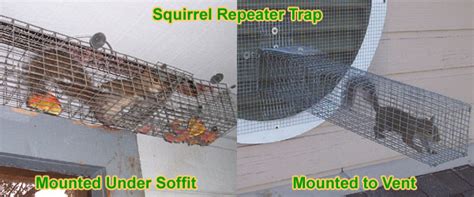 How to Keep Away Squirrels From House Yard Property