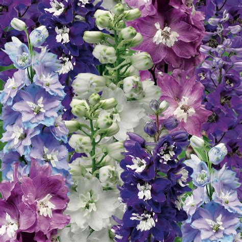 Delphinium (assorted colours) - Pearson's Nursery and Tearoom