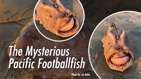 The Story Behind the Elusive Pacific Footballfish – the UCTV BLOG