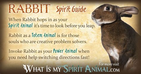 Rabbit Symbolism & Meaning | Spirit, Totem & Power Animal