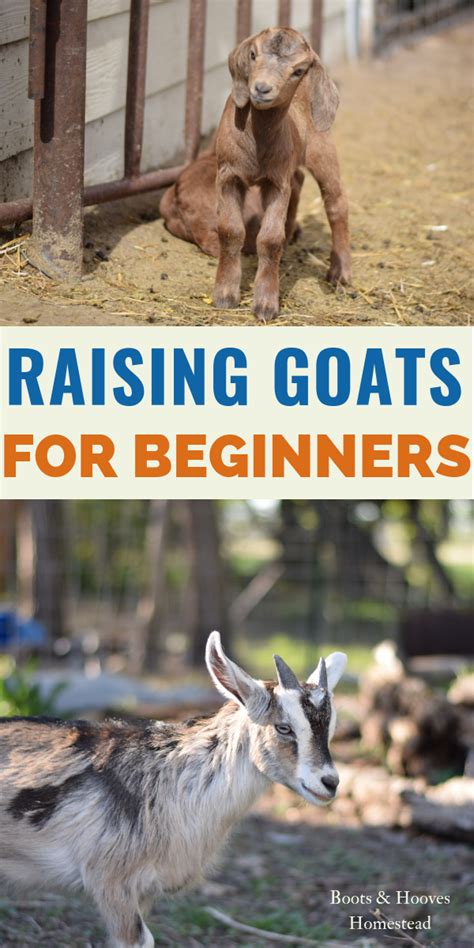 Raising goats for beginners – Artofit