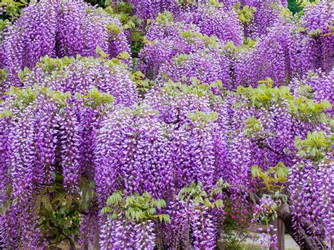 How to grow and care for wisteria | Love The Garden