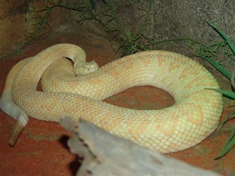 Albino Rattlesnake - ZooChat