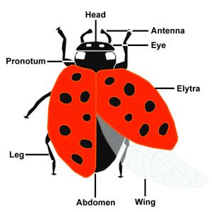 Ladybug | Lady Beetle Facts - NatureMapping