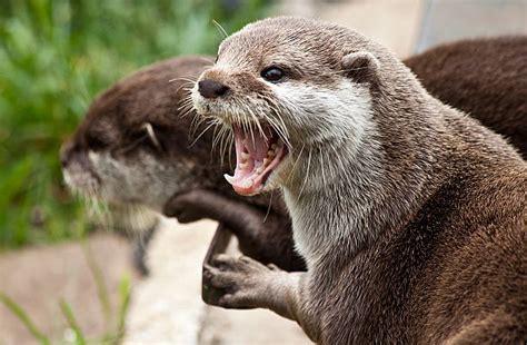 Otter Teeth Stock Photos, Pictures & Royalty-Free Images - iStock