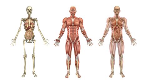 Human Skeleton, Muscles, and Internal Organs - KidsPressMagazine.com ...