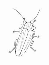 Cockroach Coloring Pages sketch template