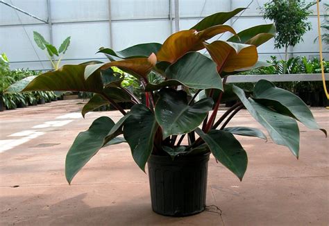 Philodendron Rojo Congo Care & Grow Tips - Philodendron Plant