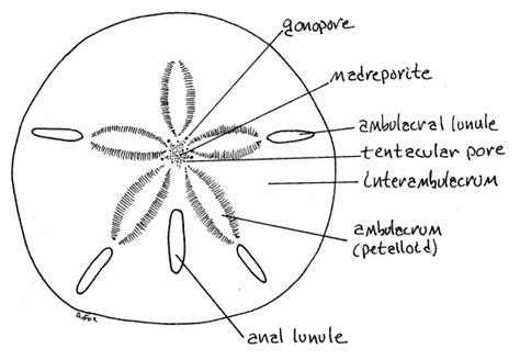 Sea Urchin Test Labeled