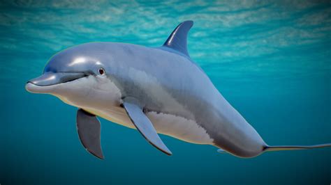 Dolphin - Buy Royalty Free 3D model by BlueMesh (@VapTor) [d3e5e3d ...