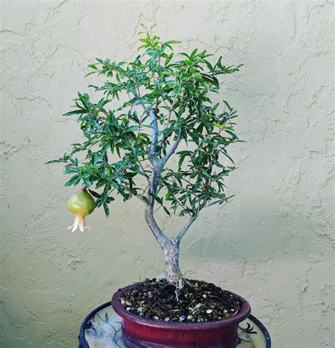 My pomegranate tree made a pomegranate : Bonsai